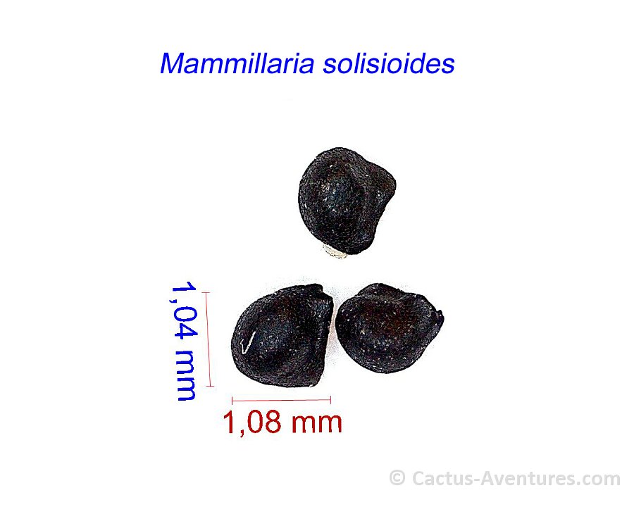Mammillaria solisioides JM